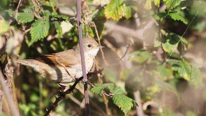 Akgerdanlı ötleğen
