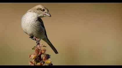 Kızılsırtlı örümcekkuşu