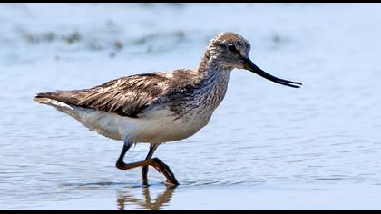 Terek düdükçünü