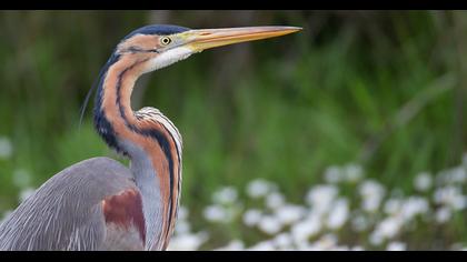 Erguvani balıkçıl