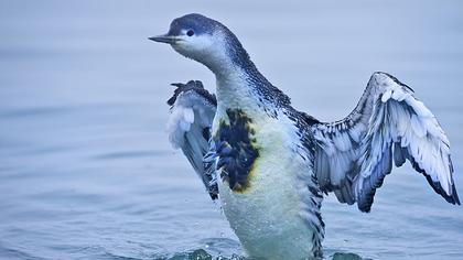 Kızılgerdanlı dalgıç