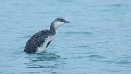 Kızılgerdanlı dalgıç