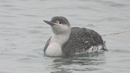 Kızılgerdanlı dalgıç