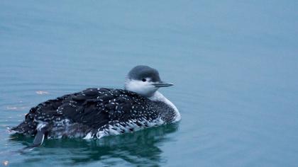 Kızılgerdanlı dalgıç