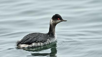 Karaboyunlu batağan