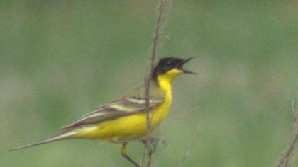 Sarı kuyruksallayan