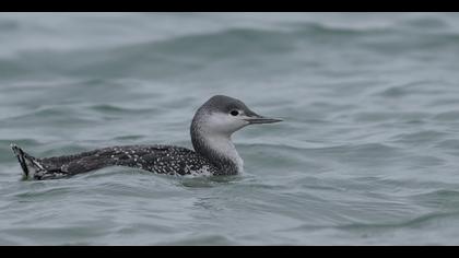 Kızılgerdanlı dalgıç
