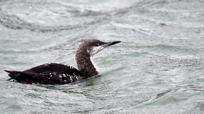 Karagerdanlı dalgıç