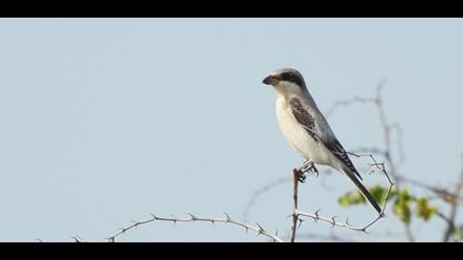 Karaalınlı örümcekkuşu