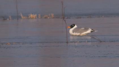 Büyük karabaş martı