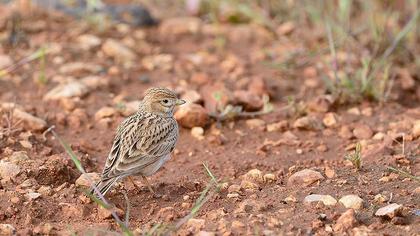 Türkistan çorak toygarı