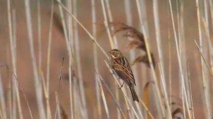 Bataklık Kirazkuşu