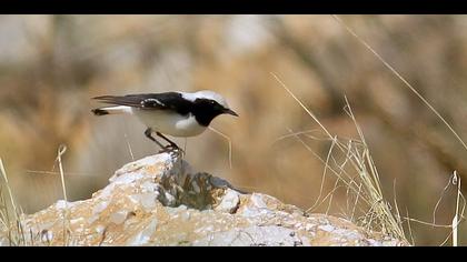 Aksırtlı kuyrukkakan