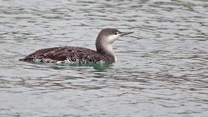 Kızılgerdanlı dalgıç