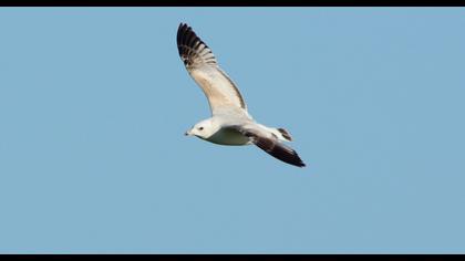 Küçük gümüş martı