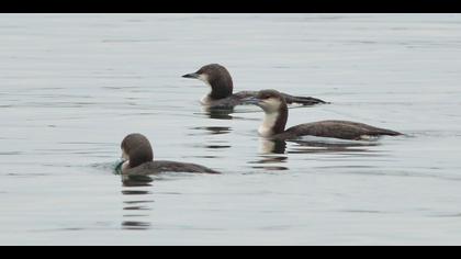 Karagerdanlı dalgıç