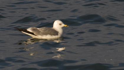 Küçük gümüş martı