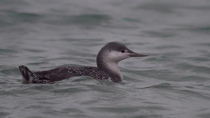 Kızılgerdanlı dalgıç