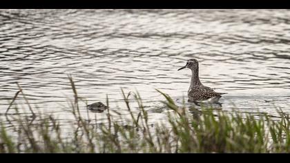 Orman düdükçünü