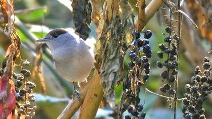Karabaşlı ötleğen