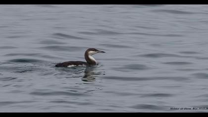 Karagerdanlı dalgıç