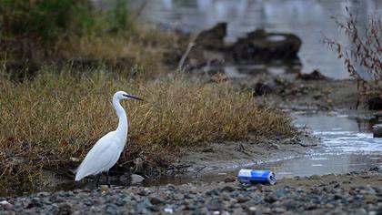 Küçük ak balıkçıl