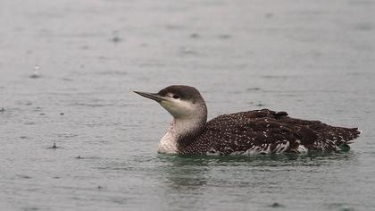Kızılgerdanlı dalgıç