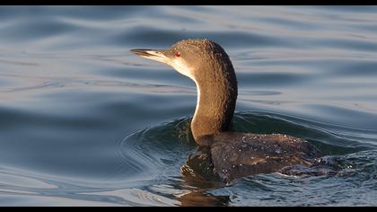 Karagerdanlı dalgıç