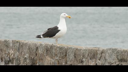 Büyük karasırtlı martı
