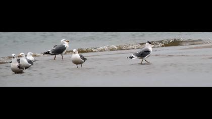 Büyük karabaş martı