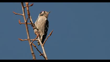 Küçük ağaçkakan