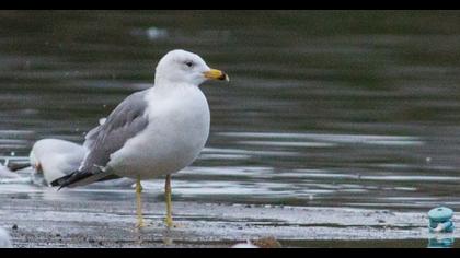 Van gölü martısı