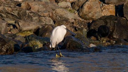 Küçük ak balıkçıl