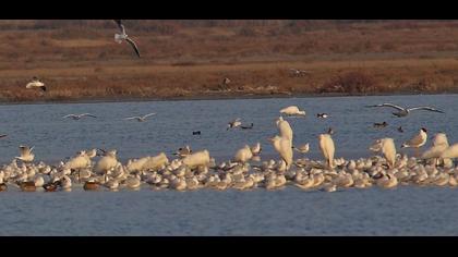 Büyük karabaş martı