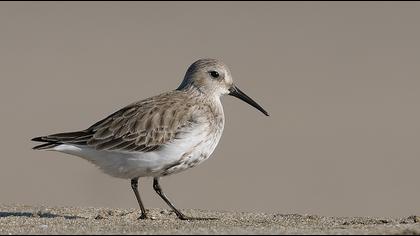 Karakarınlı kumkuşu