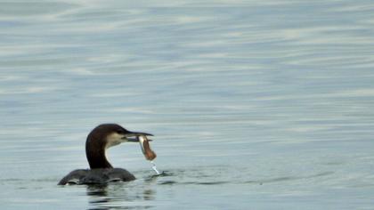 Karagerdanlı dalgıç