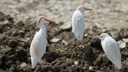 Sığır balıkçılı