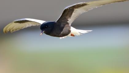 White-winged Tern