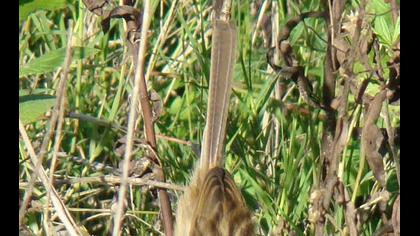 Dikkuyruklu ötleğen