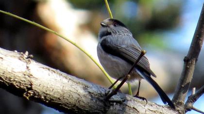 Uzunkuyruklu baştankara