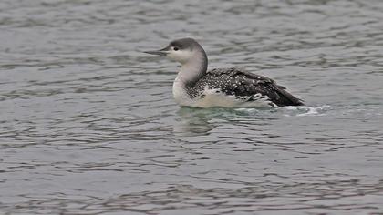 Kızılgerdanlı dalgıç