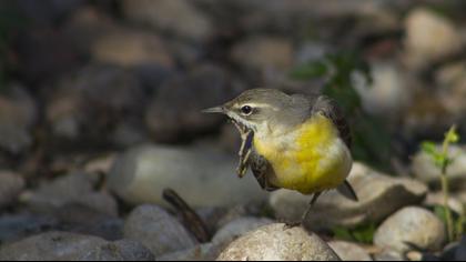Dağ kuyruksallayanı