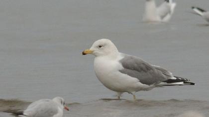 Van gölü martısı