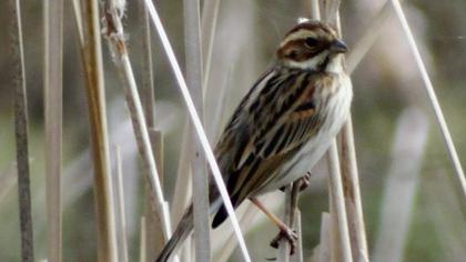 Bataklık Kirazkuşu