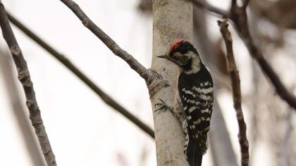 Küçük ağaçkakan