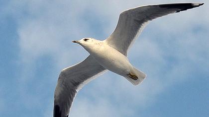 Küçük gümüş martı