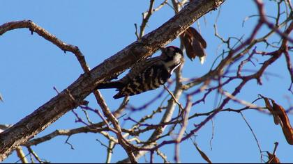 Küçük ağaçkakan