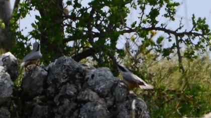 Büyük kaya sıvacısı