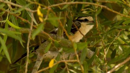 Maskeli örümcekkuşu