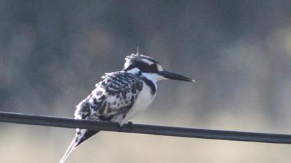 Alaca yalıçapkını